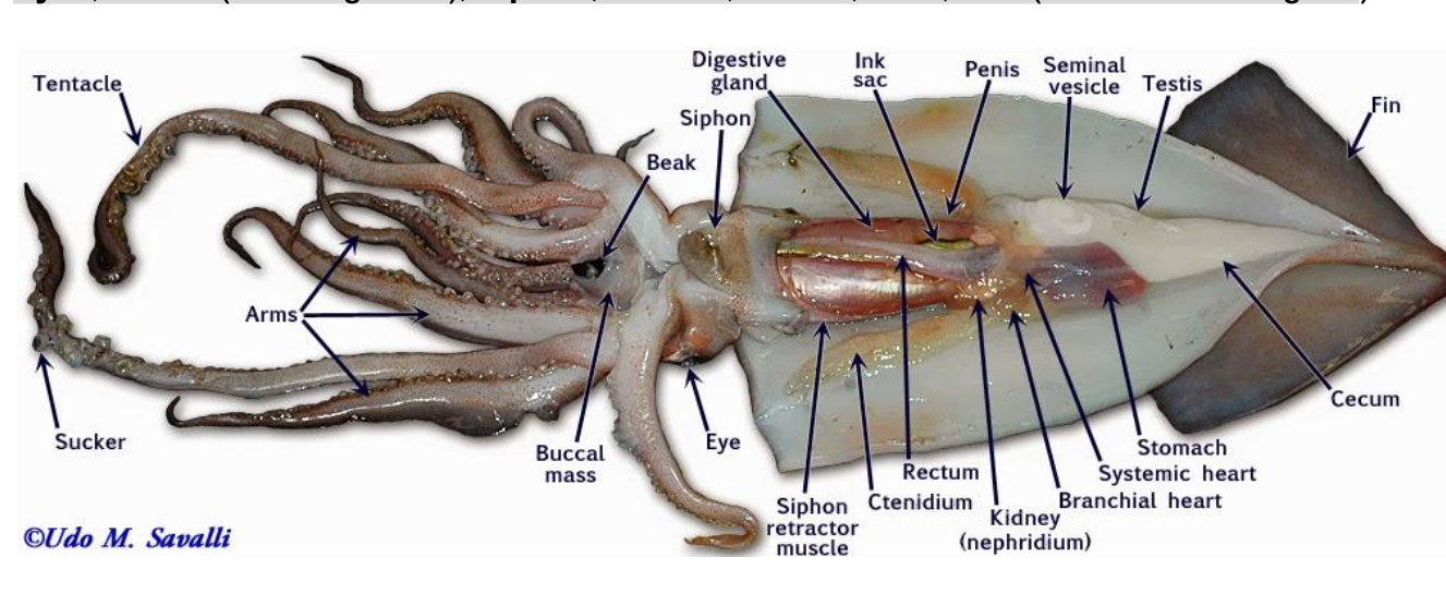 <p>-Suckers</p><p>-Tentacle</p><p>-Arm</p><p>-Head</p><p>-Eyes</p><p>-Mouth (including beak)</p><p>-Siphon</p><p>-Ink sac</p><p>-Mantle</p><p>-Gills</p><p>-Pen (may not be shown in diagram)</p>