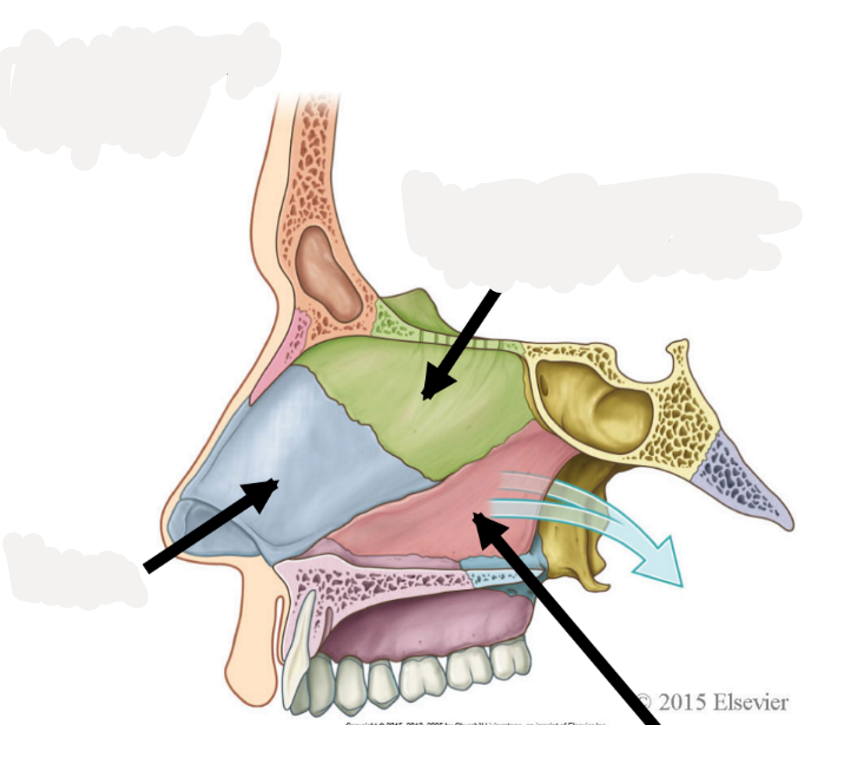 <p>composed of the perpindicular plate of the ethmoid bone, vomer, and septal cartilage</p>