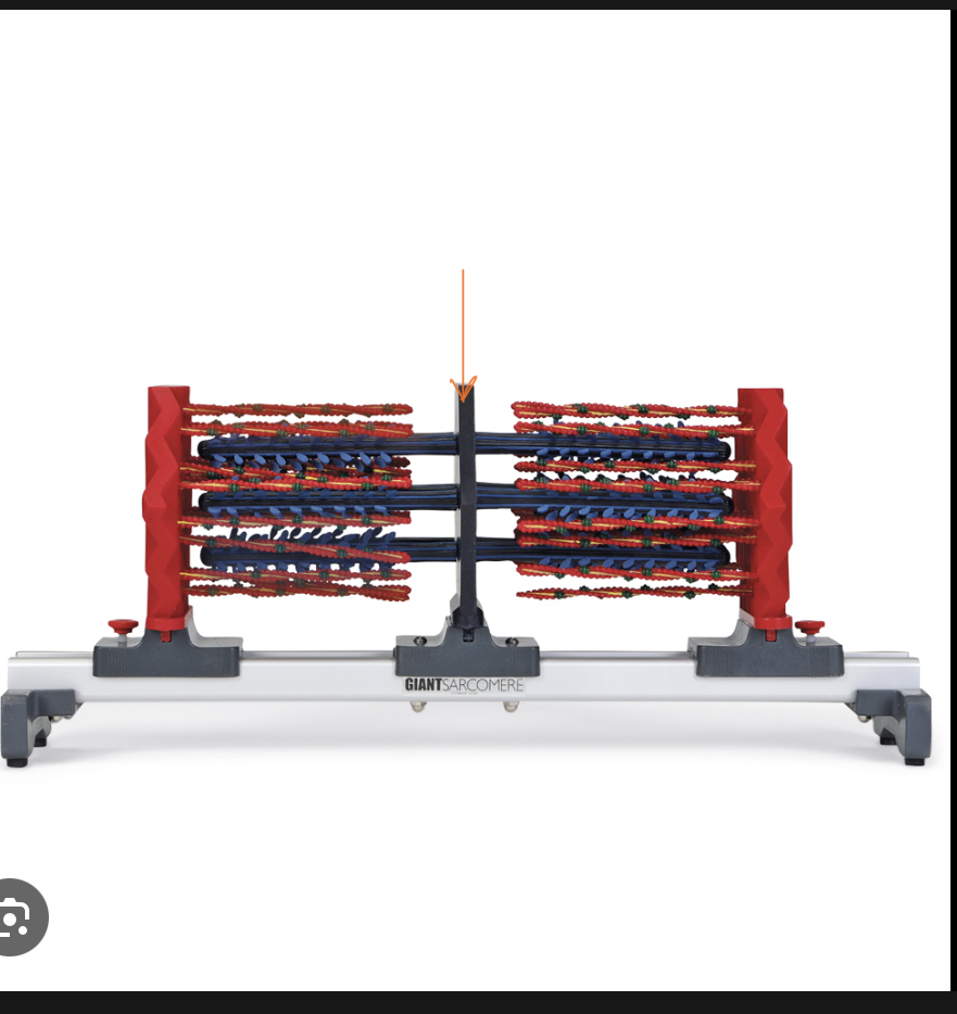 <p>Identify this part of the sarcomere and sliding filament theory </p>