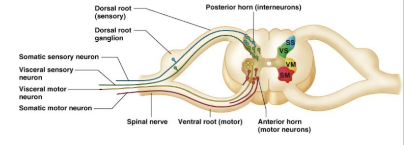 <ul><li><p><span>Somatosensory</span></p><ul><li><p><span>Territory receiving information from soma (skin, muscle, joints, ligaments, bones)</span></p></li></ul></li><li><p><span>Viscerosensory</span></p><ul><li><p><span>Neurons on the spinal cord receiving more visceral (organs) information&nbsp;</span></p></li></ul></li><li><p><span>Visceromotor</span></p></li><li><p><span>Somatomotor</span></p></li></ul>