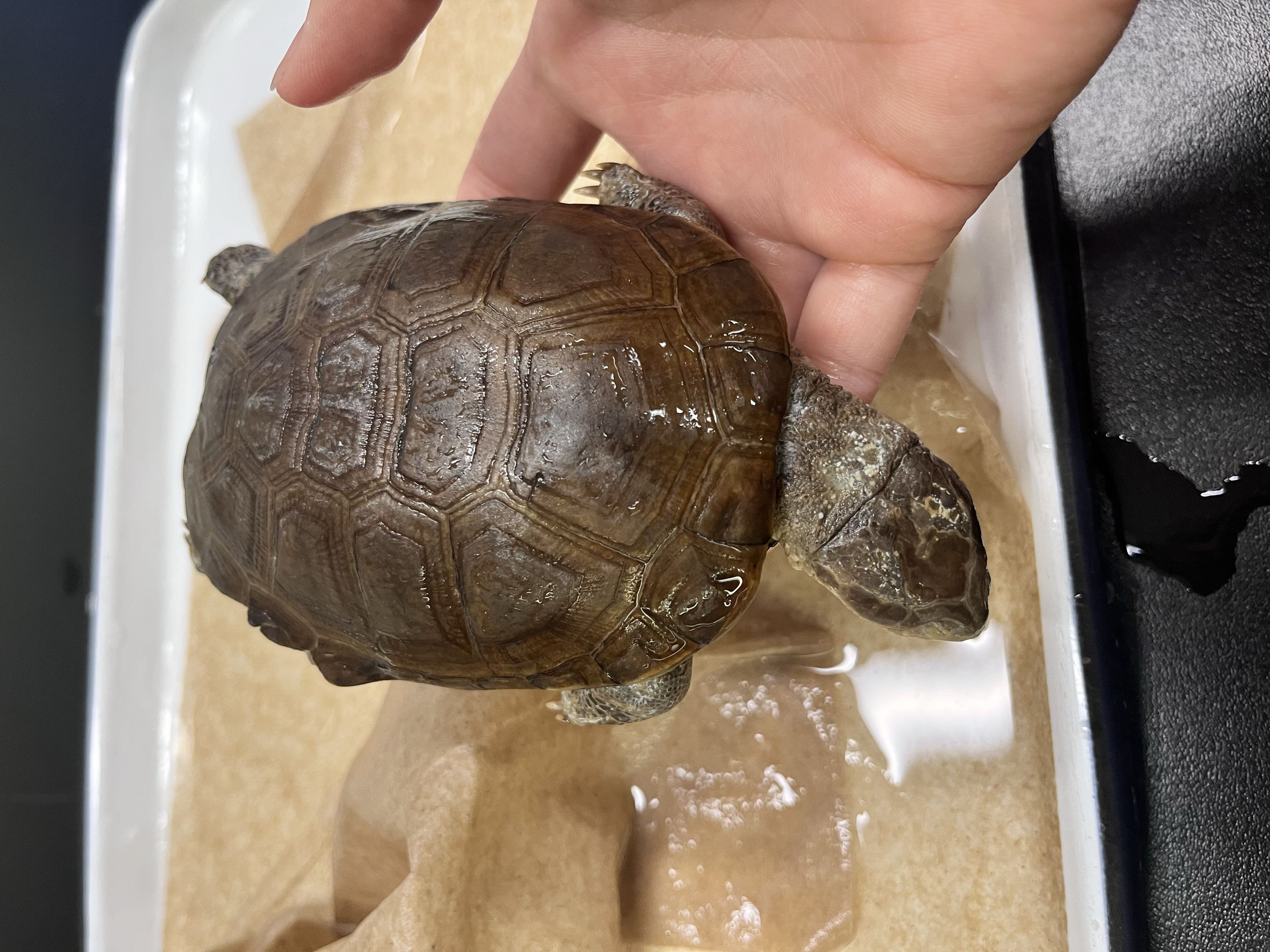 <p>Suborder + Family?</p>