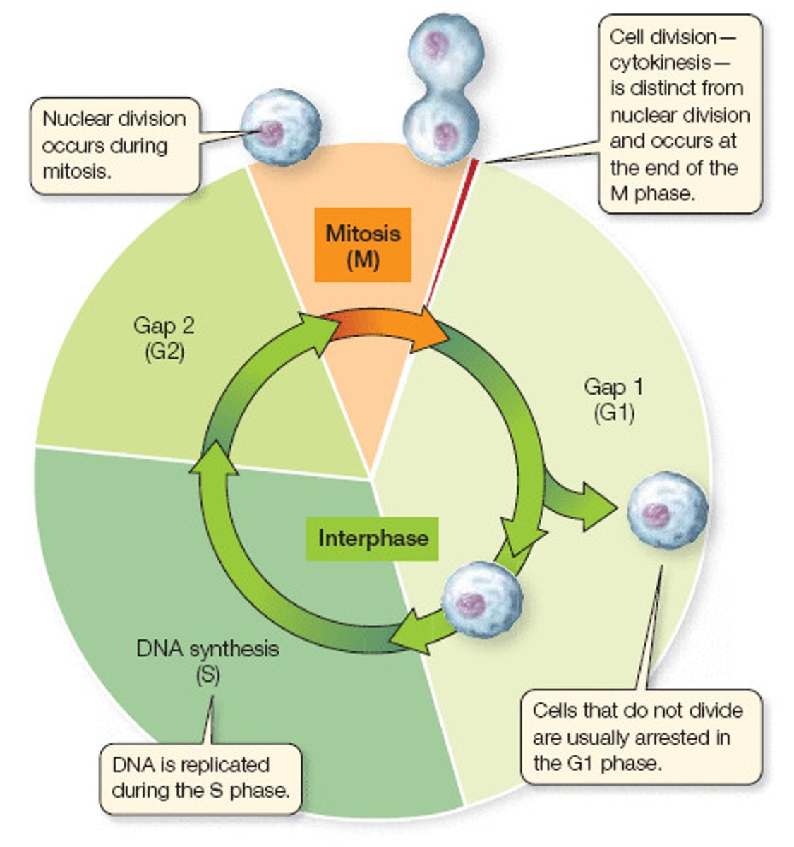 <p>Mitosis (M) - The cycle starts and begins here.</p><p>Gap Phase 1 (G₁) - Cell grows and new cell structures and proteins are made</p><p>Synthesis (S) - Cell replicates its DNA so that when it splits during mitosis the 2 new cells will contain identical DNA</p><p>Gap Phase 2 (G₂) - Cells keep growing and proteins needed for cell division are made</p>