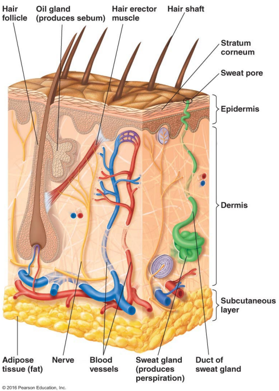 <p>Describe the <strong>structure </strong>of the skin. </p>