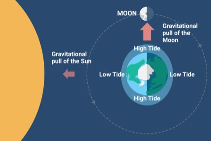 <ul><li><p>occurs during the waxing &amp; waning half-moons</p></li><li><p>the detracting gravity of the sun and moon produces a weaker tide</p><ul><li><p>lower high tides &amp; higher low tides</p></li></ul></li></ul>