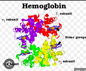 <p>A protein composed of multiple polypeptide subunits.</p>