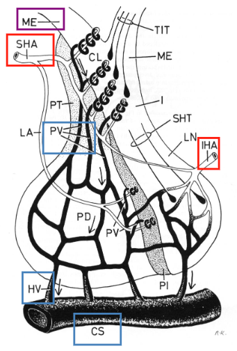 <p>Major arterial blood supply to the posterior pituitary (lobus nervosus, LN).</p>