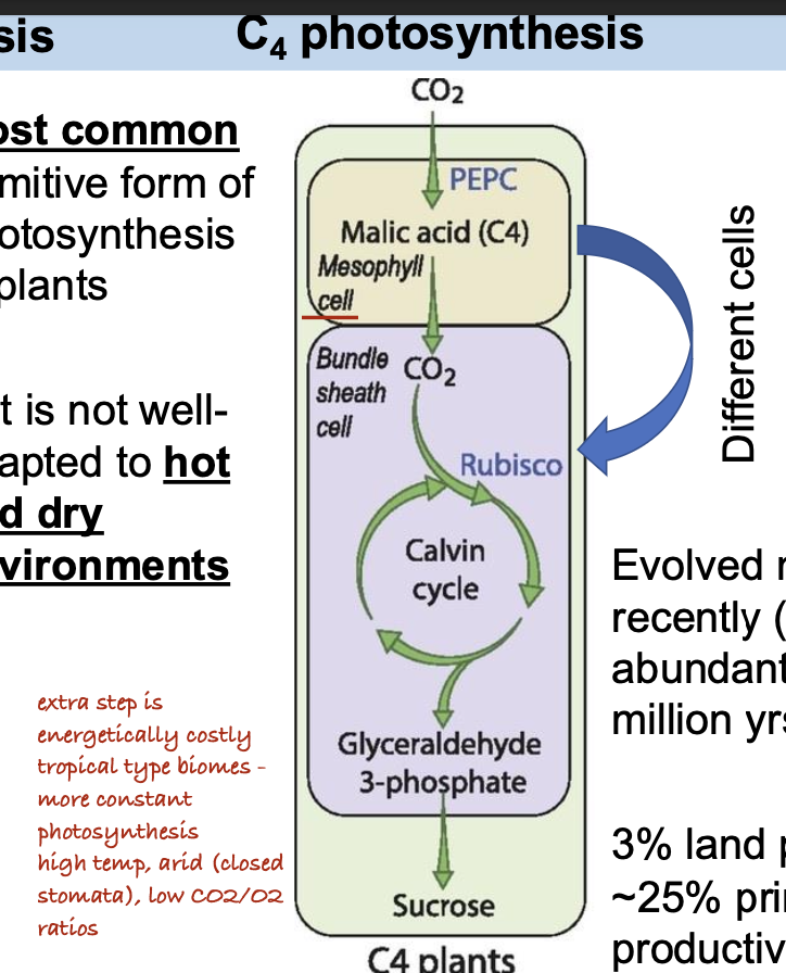 <p>D. To facilitate photorespiration</p>
