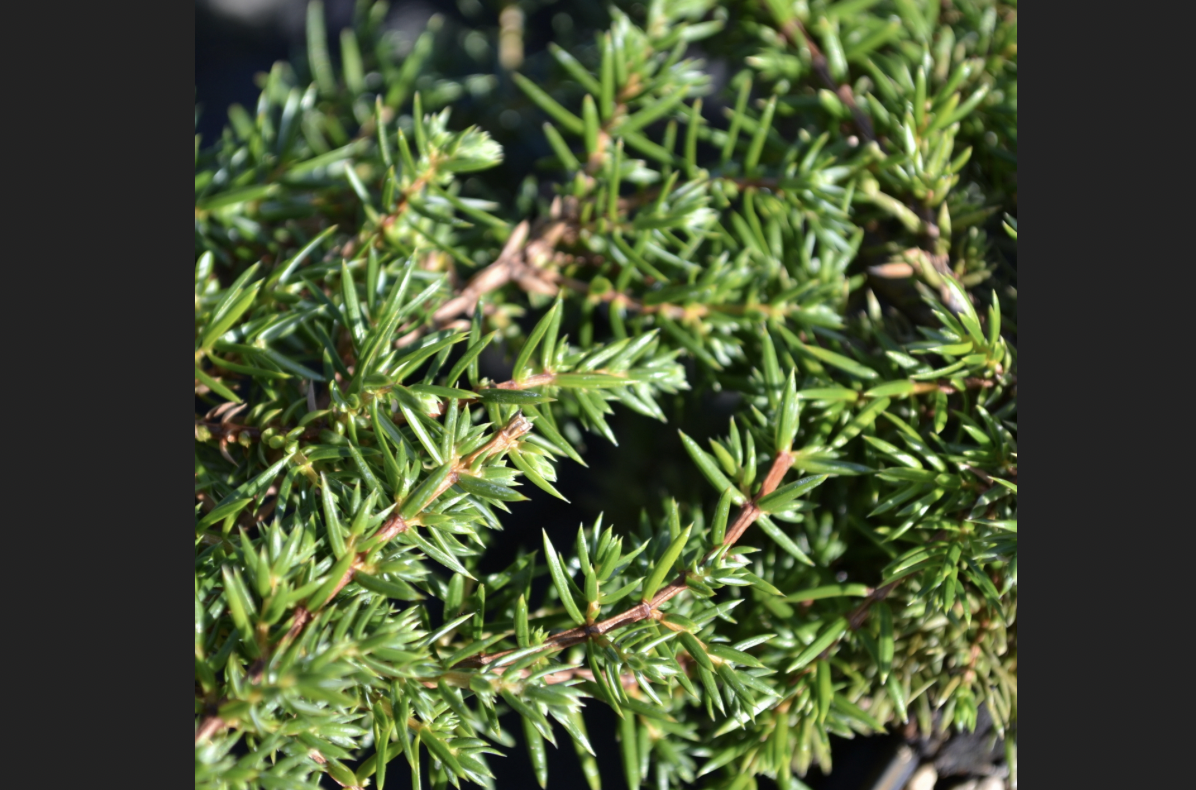 <p>identify by leaves</p>