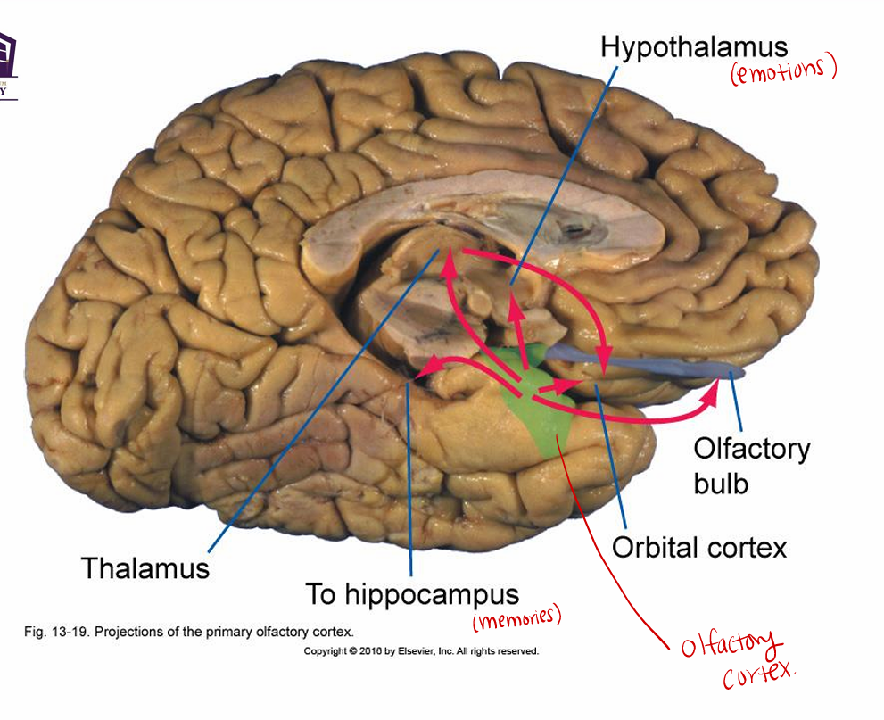 <p>Olfactory tract to olfactory cortex</p>