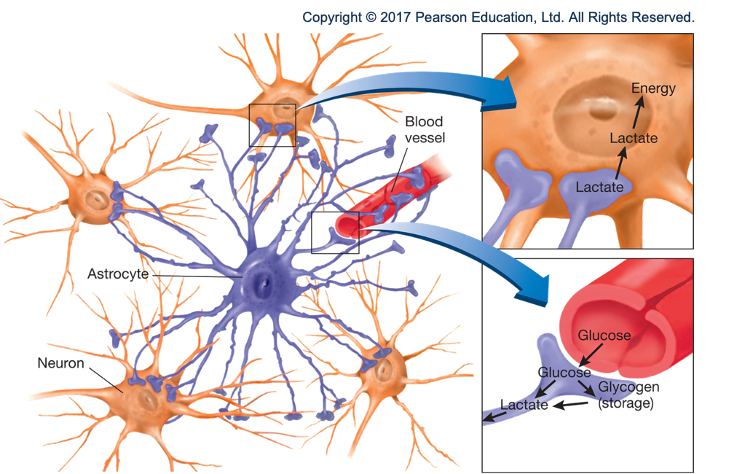 <ul><li><p>astrocytes</p></li><li><p>oligodendrocytes</p></li><li><p>microglia</p></li></ul><p></p>