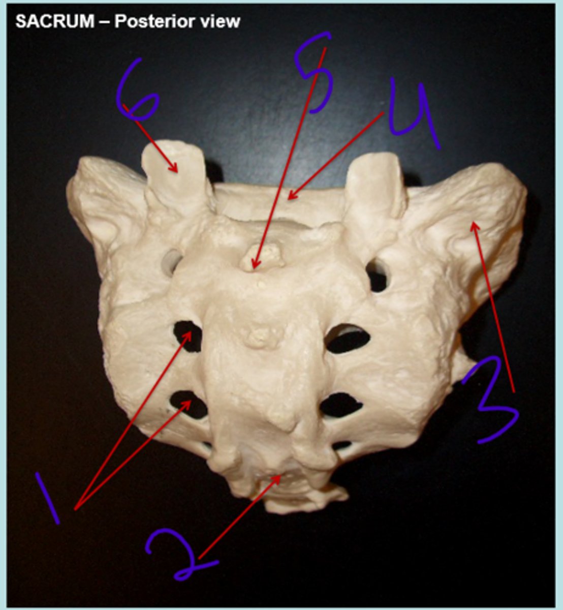 <p>sacrum posterior 2 - #5</p>