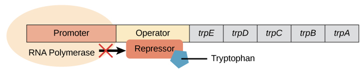 <ul><li><p>2 tryptophan molecules bind the repressor protein at the operator sequence</p></li></ul><ul><li><p>complex physically <mark data-color="yellow" style="background-color: yellow; color: inherit">blocks the RNA polymerase</mark> from transcribing the tryptophan genes by binding to operator</p></li></ul><p></p>