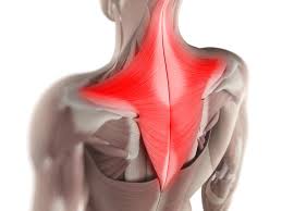 <p>origin: occipital bone and spinous processes of C7 and upper thoracic vertebrae</p><p>insertion: clavicle and the spine/acromion of scapula</p>