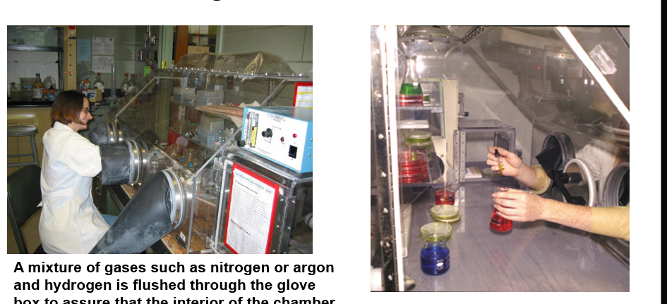 <p>mixture of gases such as nitrogen or argon and H is flushed through the glove box to assure that the interior of the chamber is maintained anoxic</p>