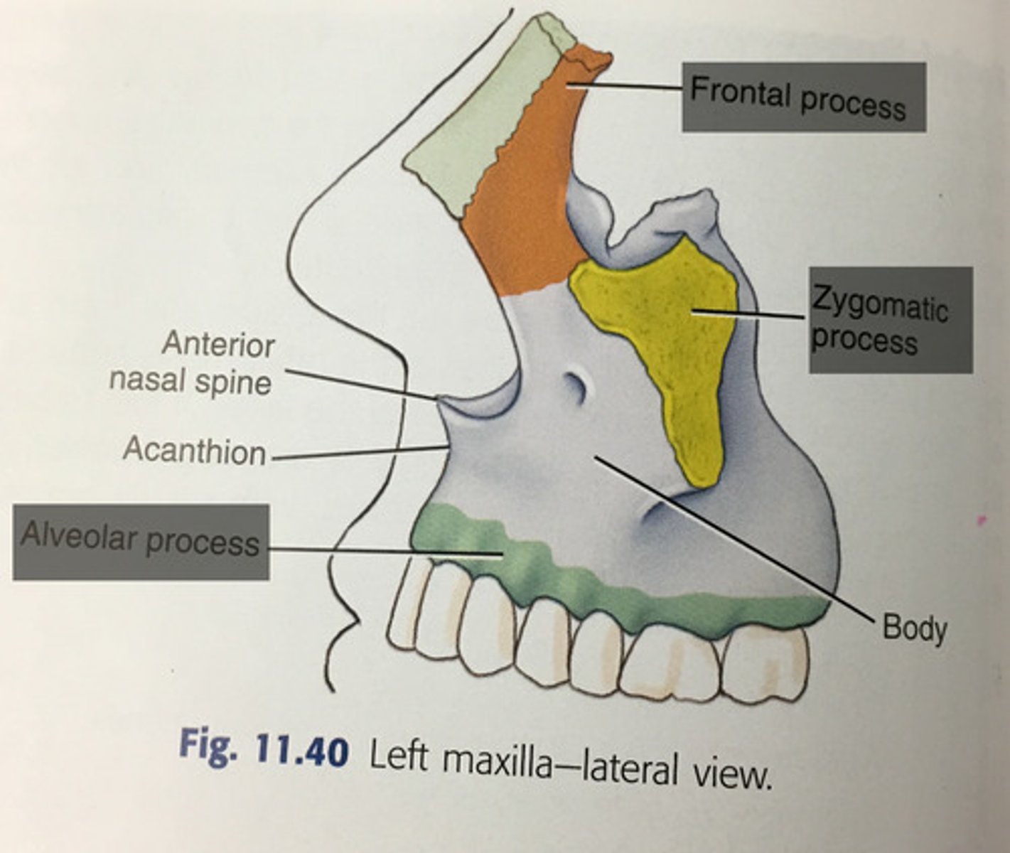 <p>- Frontal: provides some framework for the nose; articulates with frontal bone</p><p>- Zygomatic: articulates with zygomatic bone</p><p>- Alveolar: holds the teeth</p><p>- Palatine: floor of the nasal cavity, roof of the mouth</p>