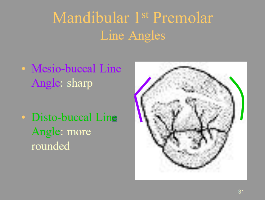 <p>C) More Rounded</p>