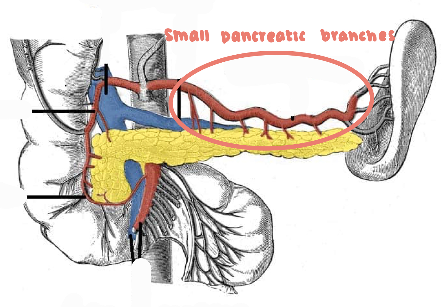 <p>A). small pancreatic branches<br>B). Splenic artery<br>C). body & tail of the pancreas</p>