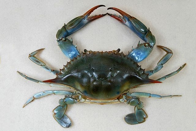 <p>Blue Crab</p>