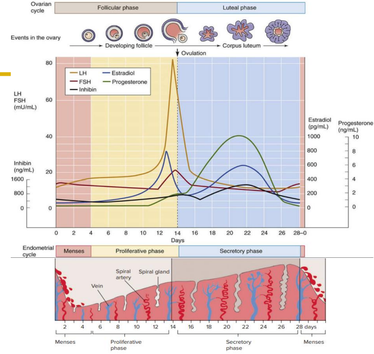 <p>- menstrual cycle duration varies, usually 21 to 35 days, average 28 days</p><p>- Oligomenorrhea if cycles &gt;35 days (means not that many cycles)</p><p>- Polymenorrhea if cycles &lt;21 days (means lots of cycles)</p><p>- Follicular phase differs</p><p>- Luteal phase is usually stable (14 days)</p>