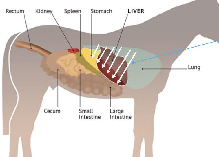 <p>6th-15th intercostal space</p><p>ventral to lung (usually ends at costochondral junction)</p><p>may not be visible in geriatric horses (right lobes atrophy as horses age)</p>