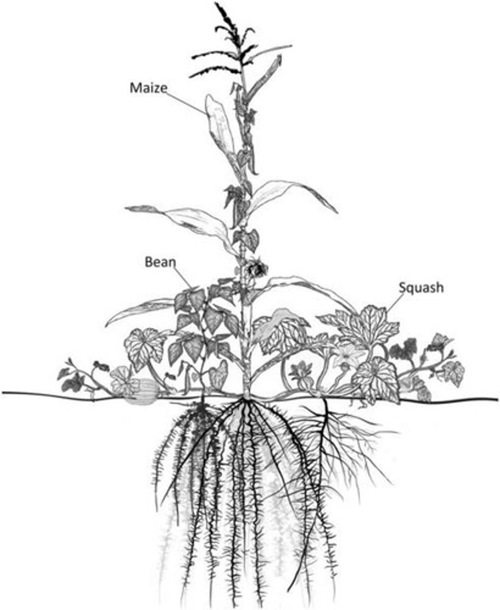<p>Crops that formed the basis of agriculture in the North America about 9000 years ago. These crops provided the Indians with food and began their agricultural knowledge.</p><p>This agricultural practice is an example of companion farming: climbing beans climb cornstalks, fix nitrogen for corn, squash in between shaded ground and inhibited weed growth.</p><p>The practice also demonstrates the native american's agriculture and adaptation to environment.</p>