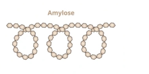 <p>Unbranched α-glucose chain</p><p>1,4 glycosidic bonds</p><p>coils into helix</p><p>compact for storage.</p>