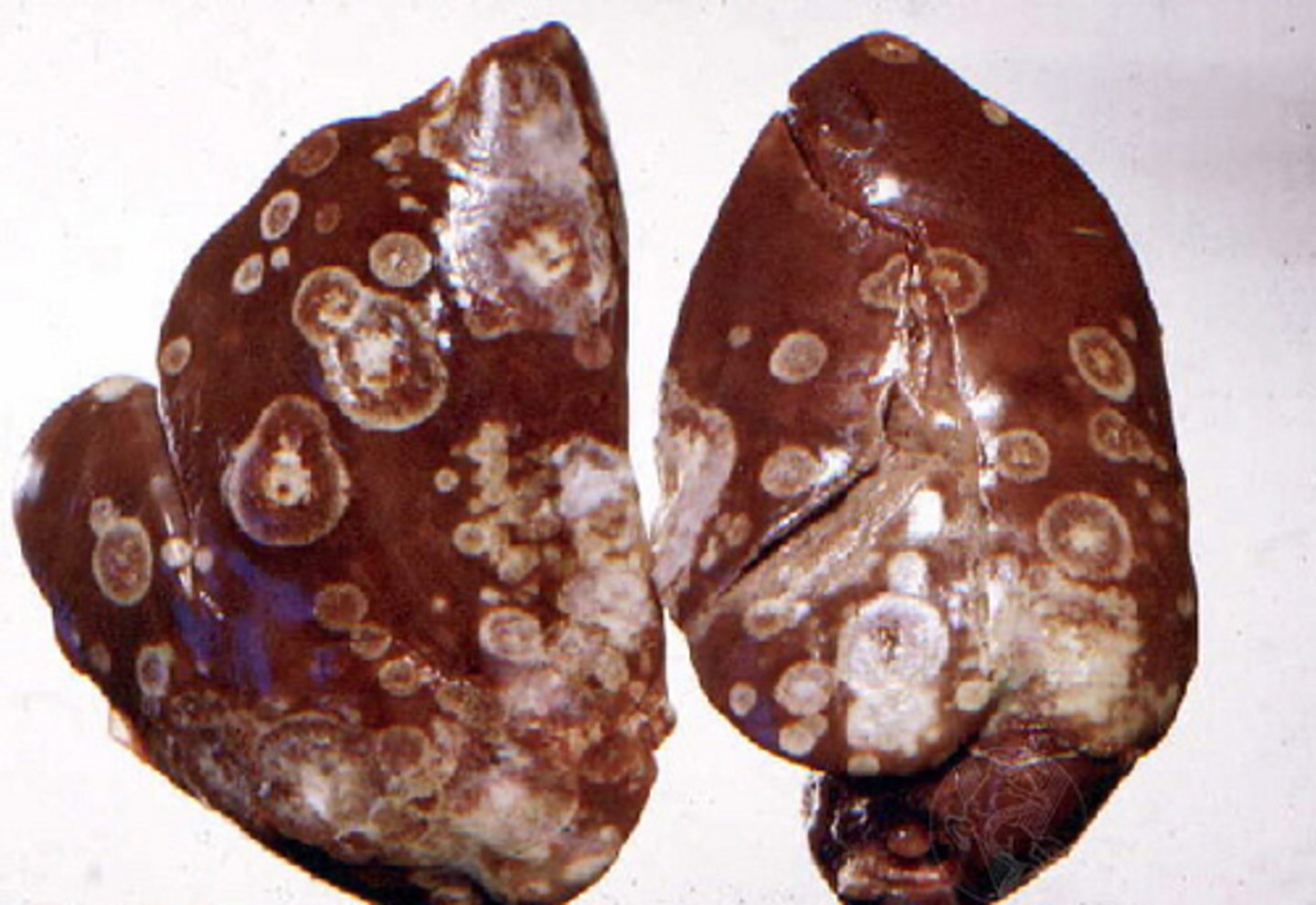 <p>Non-infectious</p><p>1. Fatty liver hemorrhagic syndrome (in caged birds with positive energy balance and no excercise. Obese birds, low egg prod., pale, sudden death)</p><p>2. Aflatoxicosis (aspregillus, penicillium -> convulsions, ataxia, opistotonus, anorexia, death. PM: large yellow liver)</p><p>3. Heavy metals (Lead, Mercury -> degeneraiton + atrophy of liver)</p><p>Parasitic</p><p>1. Histomonas melagridis (transmitted from heterakis eggs, spread from cecum to liver -> severe necrosis. Sulphur-yellow diarrhea, cyanotic head (blackhead disease), high mortaility. Round necrotic foci in liver. Caseous cores in cecum. Flubendazole.)</p><p>2. Trichomonas gallinae (necrotic lesions in liver, weight loss, weakness, upper GIT lesions)</p>