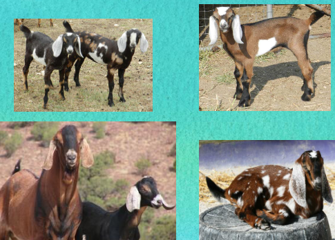 <p>what breed is this</p>