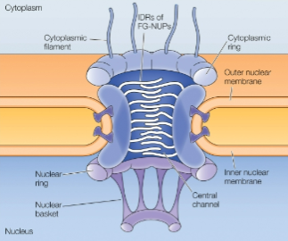 <ul><li><p>Only channels for import and export</p></li><li><p>Selective and regulated</p></li><li><p>Huge molecular machine </p></li><li><p>Abundant (~3-4k of em)</p></li><li><p>Formed by nucleoporin proteins (NUPs)</p></li><li><p>Asymmetric: distinct cytoplasmic &amp; nuclear features, important for directional trasnport</p></li><li><p>Central Channel</p><ul><li><p>Lined by FG-rich proteins</p></li><li><p>NUPs are highly conserved in eukaryotes</p></li><li><p>IDR</p></li><li><p>Interact w transport machinery, restrict diffusion, promote selective transport</p></li></ul></li></ul><p></p>
