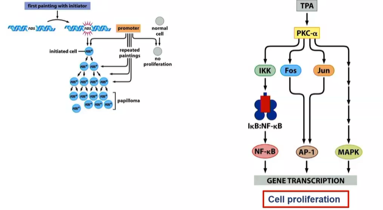 <p>RAS - proliferate slightly more frequently than those that don’t - so alone its not enough</p><p>to really proliferate - promoter TPA - activates several other signalling pathways that stimulate cell proliferation </p>