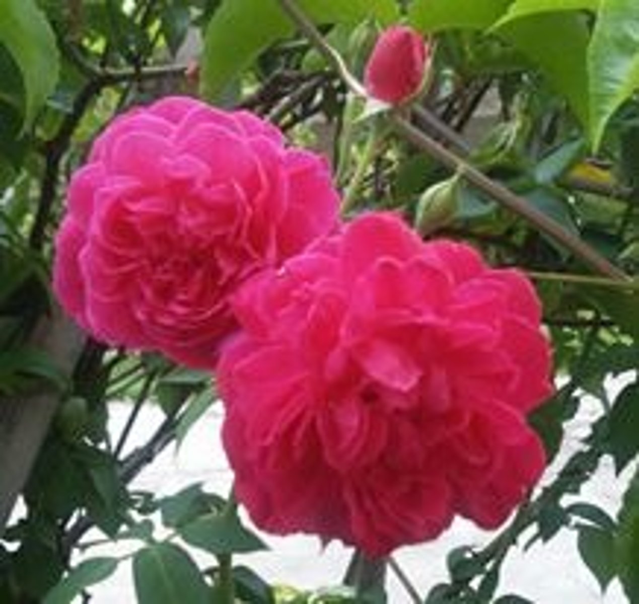 <p>COMO SÃO AS ROSAS? ELAS SÃO VERMELHAS E BELAS.</p>