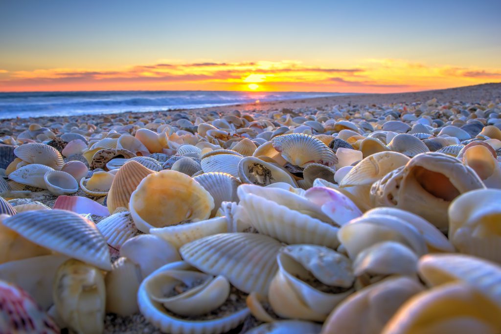 <p>She sells seashells by the seashore.</p>