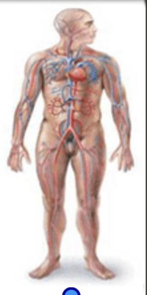 <p>Cardiovascular system </p>