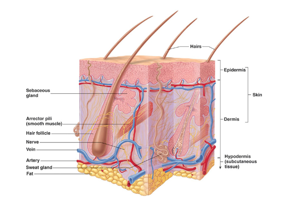 <ul><li><p>protective barrier</p></li><li><p>7% of total body weight&nbsp;</p></li><li><p>divided into two regions</p><ul><li><p>epidermis</p></li><li><p>dermis&nbsp;</p></li></ul></li></ul><p></p>