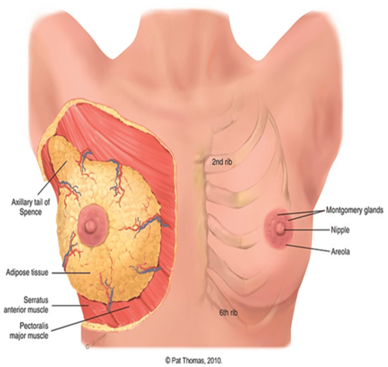 <p>Located between second and sixth ribs, extending from side of sternum to midaxillary line</p>