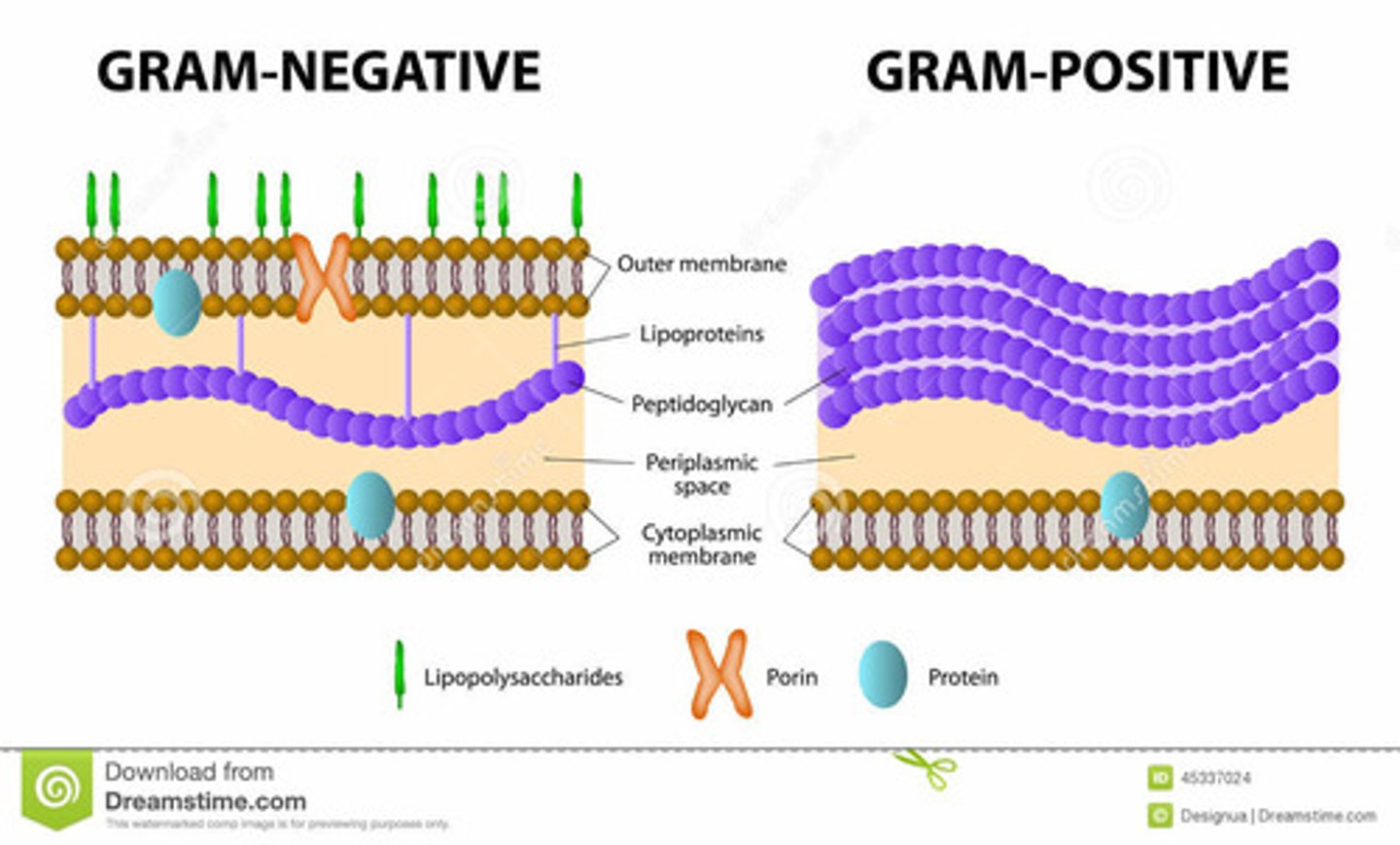 <p>Describing the group of bacteria that have a cell wall that is structurally more complex and contains less peptidoglycan than the cell wall of gram-positive bacteria. Gram-negative bacteria are often more toxic than gram-positive bacteria</p><p>-NO Teichoic Acid</p><p>-Contain O Polysaccharide-main antigenic determinate (tail of mouse-behind)</p><p>-Contain LipidA - an endotoxin - very toxic (mouse behind imbedded in outer membrane)</p>