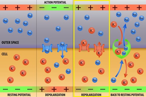 Repolarization is the restoration of the localized negative membrane potential of the cell, bringing it back to its normal voltage after depolarization has occurred.