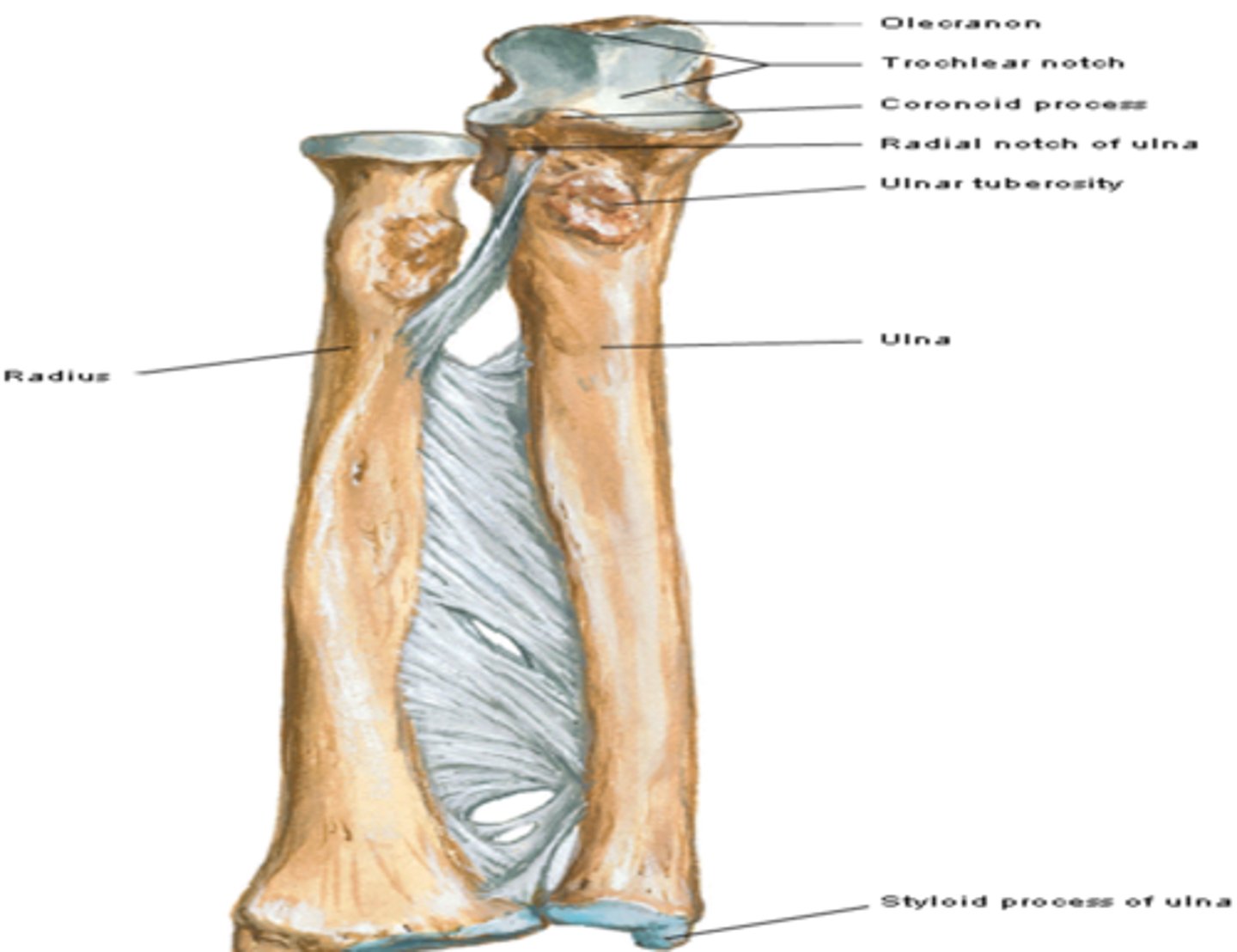 <p>gets thinner distally</p>