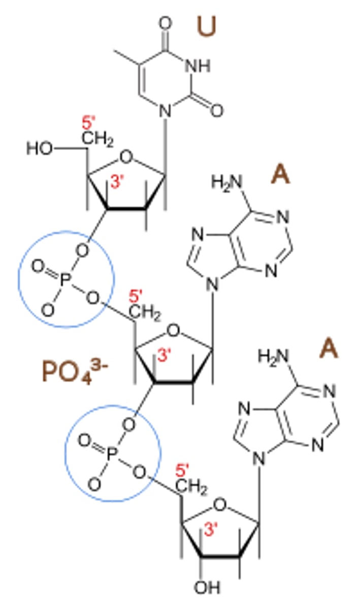 <p>Ribose = RNA </p><p>-------------------------</p><p>Deoxyribose = DNA </p>