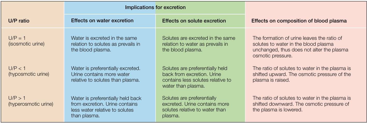 <p>The ratio urine composition over the plasma’s composition =&gt; relativ osmoticity of urine which affects the water and solute excretion. Measurment of iso/hypo/hyperosmocity.</p>