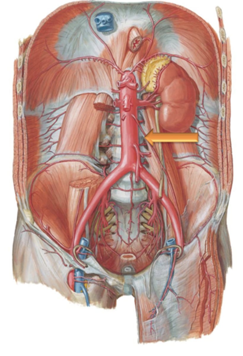 <p>The ___ ___ ___ enters the abdomen by traversing the aortic hiatus of the diaphragm at the level of T12.</p>