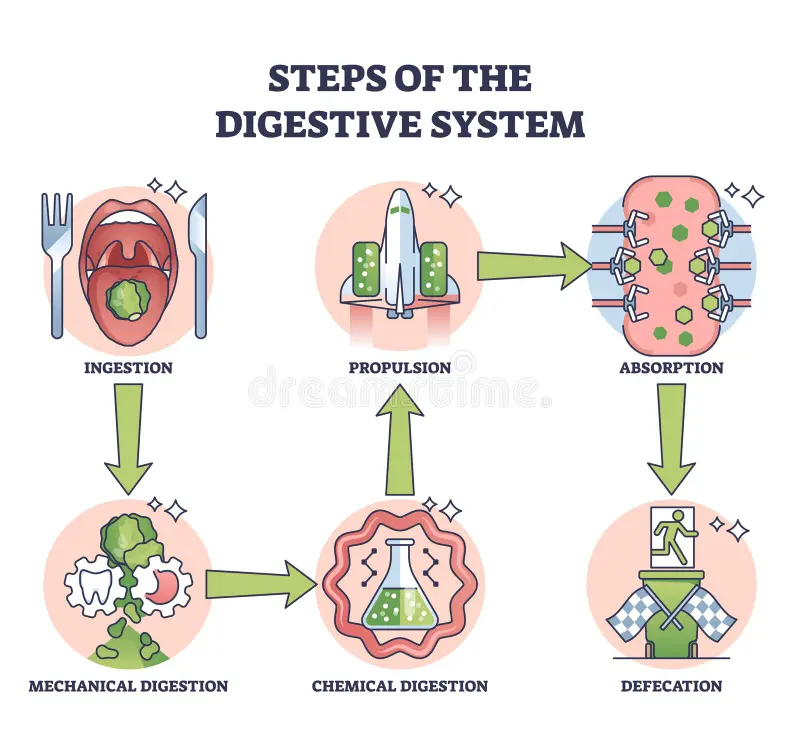 <p>1) Ingestion - is act of eating </p><p>2) Digestion - process of breaking food down into soluble molecule. Mechanical digestion: chewing and churning increases surface area of food for faster chemical digestion. Chemical digestion: process of enzymatic hydrolysis which splits bonds in molecules with addition of water</p><p>3) Absorption - is uptake of nutrients by body cells</p><p>4) Elimination - passage of undigested material digestive compartment </p>