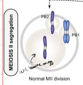 <p>Of the pair of sister chromatids, one ends up in a usable ovum and the other ends up in a second bar body.&nbsp;</p>