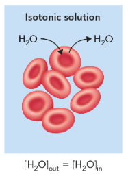 <p>solution outside of cell is in equilibrium with solution inside cell </p>