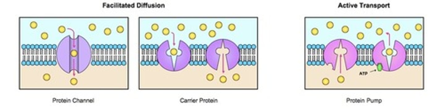 <p>False. Active Transport is defined as transmembrane transport that utilized energy. Facilitated Diffusion uses a transport protein, but it does not require energy. For this reason, Facilitated Diffusion is NOT an example of Active Transport.</p>