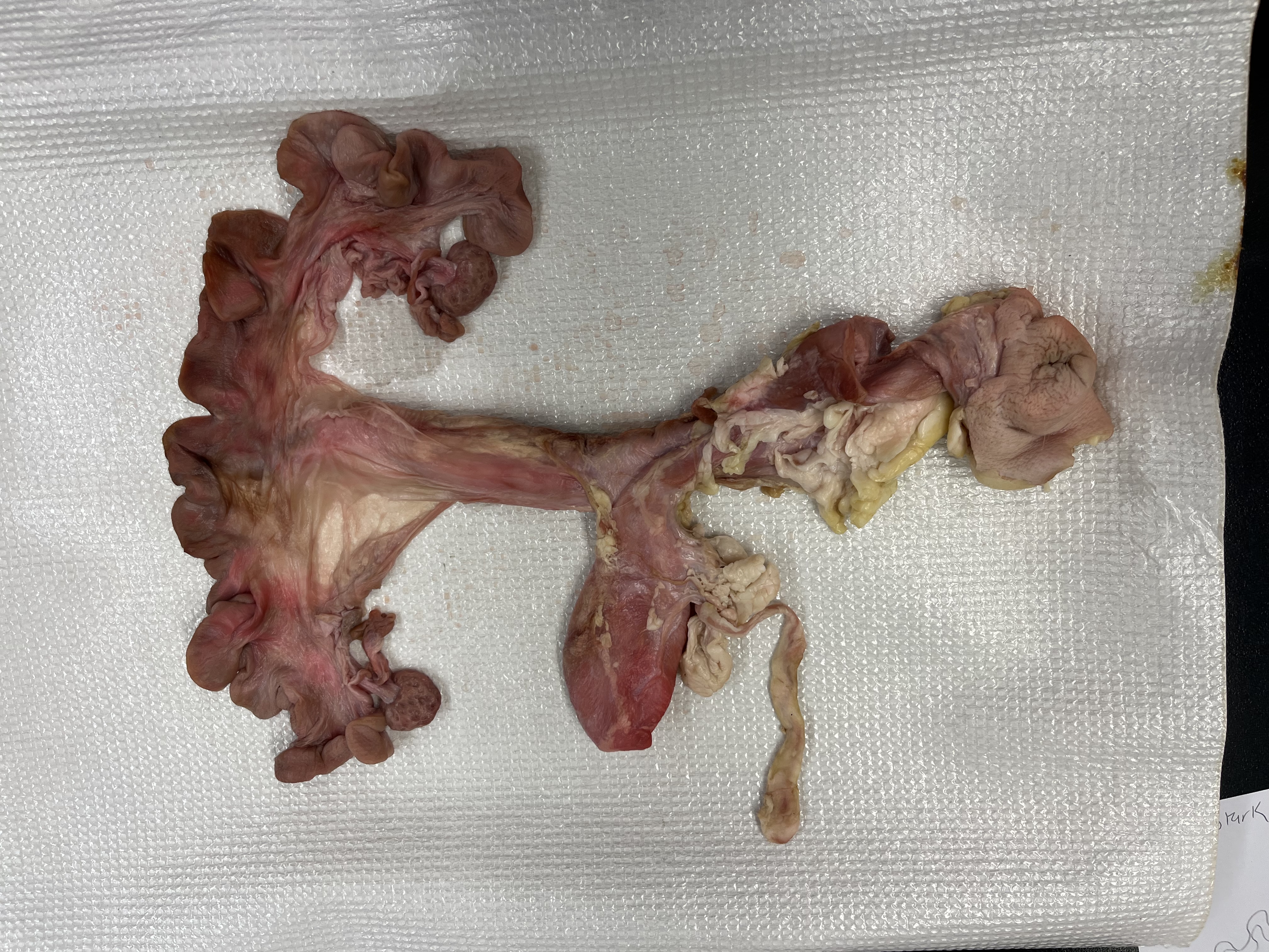 <p>What animal’s repro tract is this?</p>