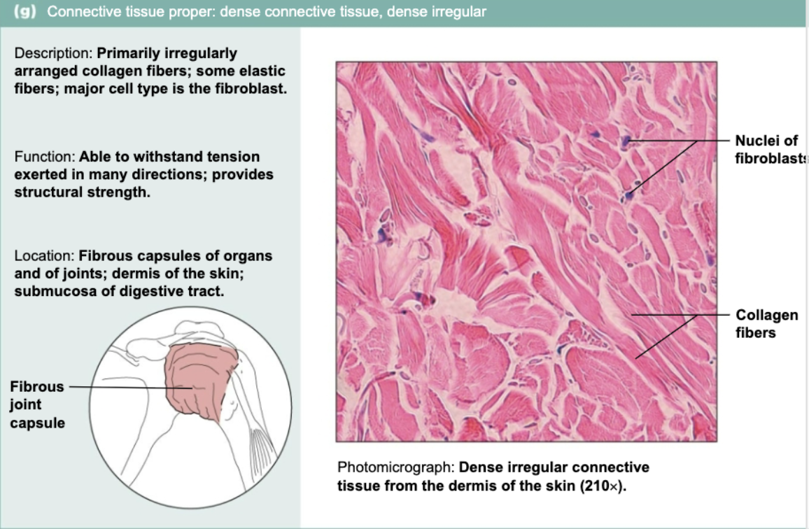 <p>Primarily irregularly arranged collagen fibers and some elastic fiber. Major cell type of fibroblast. Moves in all different directions to support joints</p>
