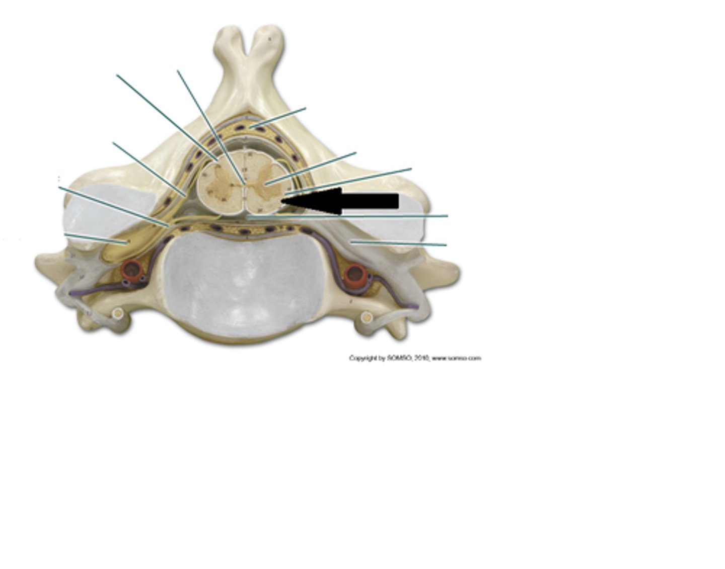 <p>myelinated axons</p>