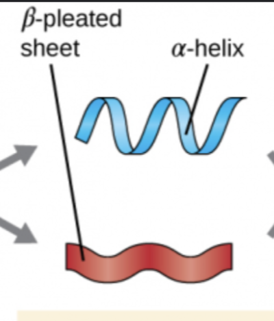 <p>3-D structure formed by bonding between parts of the peptide backbone; Two main structures: Helix &amp; Pleated sheets; Hydrogen Bonding</p>