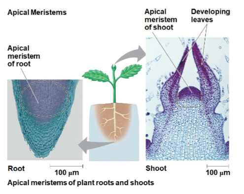 <p>within this plants sustain continual growth in length by repeated cell division</p>